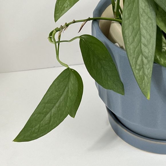 Bombay Ribbed Ceramic Planter 5.5” Drainage Hole Saucer Matte Blue Flower Pot - Picture 8 of 14